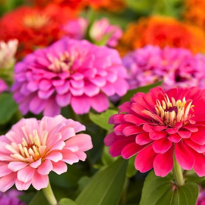 Mixrug 50+ Dwarf Zinnia Seeds for Planting,Annual Pink Zinnias Seeds Non-GMO Heirloom,Cut Flower Seed Deer Resistant Pollinator Friendly for Home Outdoor Garden