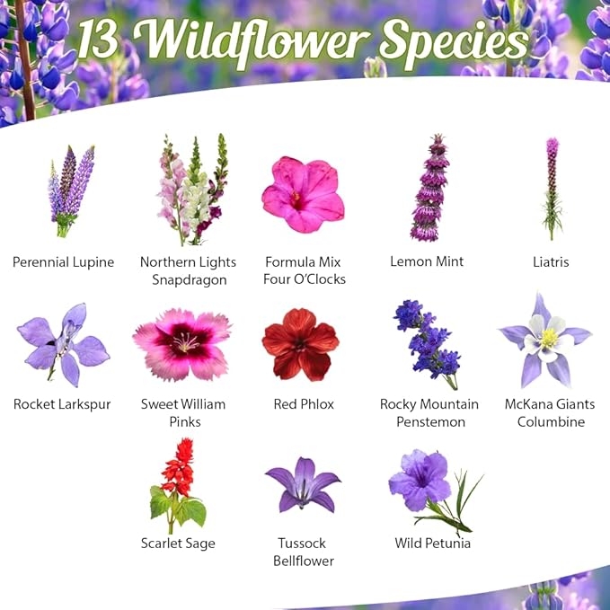 Hummingbird Nectar Wildflower Seeds - 1oz, Open-Pollinated Flower Seed Mix Packet, Non-GMO, No Fillers, Annual, Perennial Wildflower Seeds Year Round Planting - 1 oz