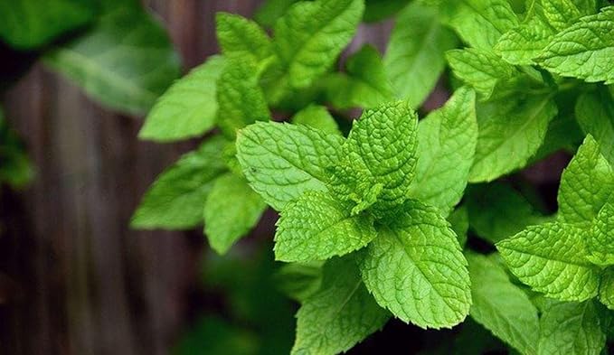 KIRA SEEDS - Seeds Peppermint Mint - Heirloom Herbs - GMO Free