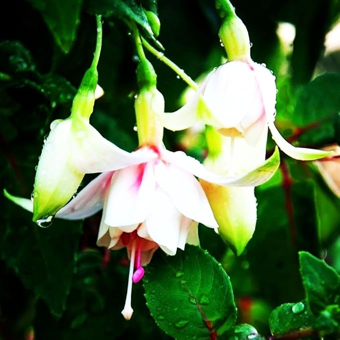 Fuchsia Flower Seeds Perennial Home Plant Bonsai 100 Pcs Seeds