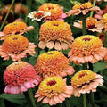 Park Seed Zinnia Seeds, Planting Flowers, Easy to Grow, Non-GMO, Perfect for Spring Garden, Zinderella Peach, Pack of 50