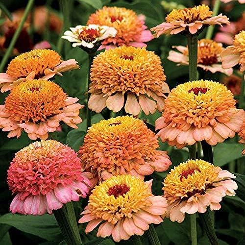 Park Seed Zinnia Seeds, Planting Flowers, Easy to Grow, Non-GMO, Perfect for Spring Garden, Zinderella Peach, Pack of 50