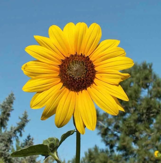 Wild Sunflower - Attracts Bees and Butterflies. Plants are highly adaptable, tolerating dry to moderate moisture and a variety of soil types.