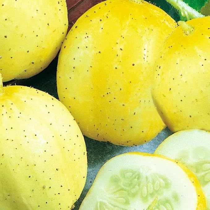 50 Lemon Cucumber Seeds for Planting Non GMO Heirloom Seeds Fresh Garden Seed