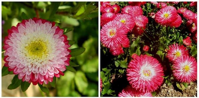 Seeds Flowers Aster Winter Cherry Annual - 100 Seeds