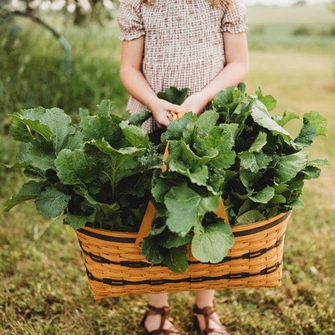 Seven Top Turnip Greens - 250 Seeds - Fast-Growing, Cold Tolerant Green, Great for Braising & Wilting, Non-GMO Heirloom Turnip Seeds for Planting in The Home Garden, Thresh Seed Company