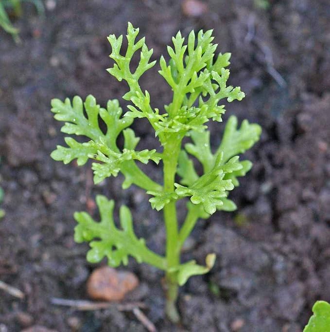Painted Daisy Seeds - Chrysanthemum Carinatum, 5000 Seeds by Seeds2Go