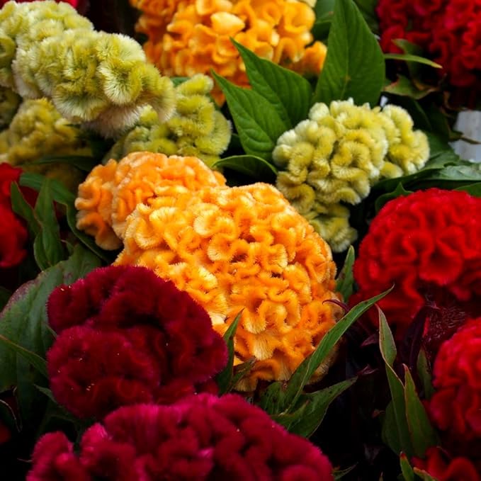 Celosia Cristata Cockscomb Seed Mix 200+ Seeds Woolflowers Mixed Colors Exotic Flowers Garden