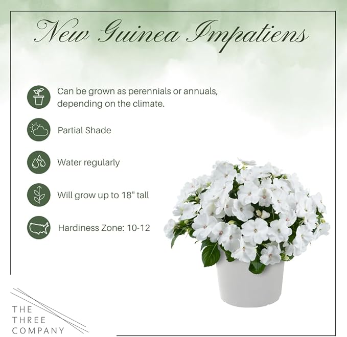 Live Flowering New Guinea Impatiens - White (2 Plants Per Pack), Beautiful Shade Flowers, 12" Tall by 5" Wide in 1 Qt Pot