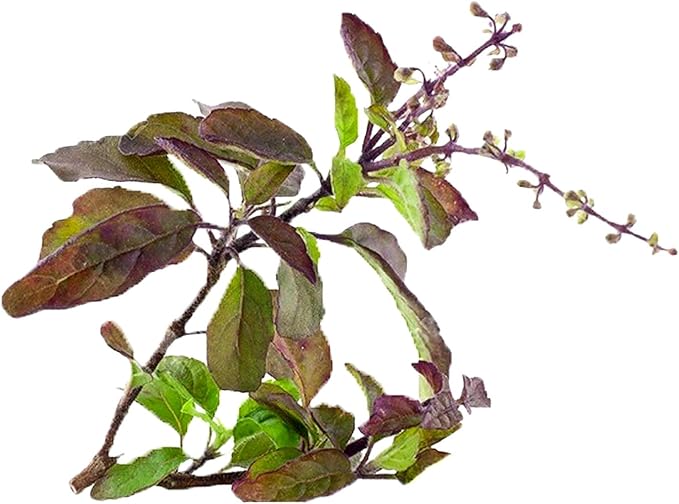 100+ Krishna Tulsi Holy Basil Seeds Red Leaf Indian Sacred Red Leaf Herb Tulasi Thulasi Shayam Heirloom Non-GMO Fragrant Grown in USA