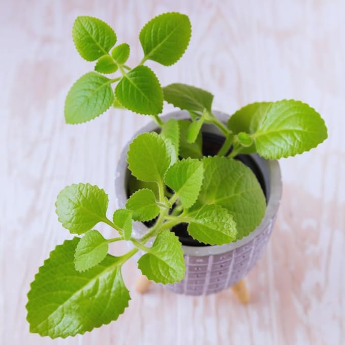 2 Cuban Oregano Live Plant, Oregano Plants Live, Mexican Mint Plant, Spanish Thyme Vegetable Plants Live Garden