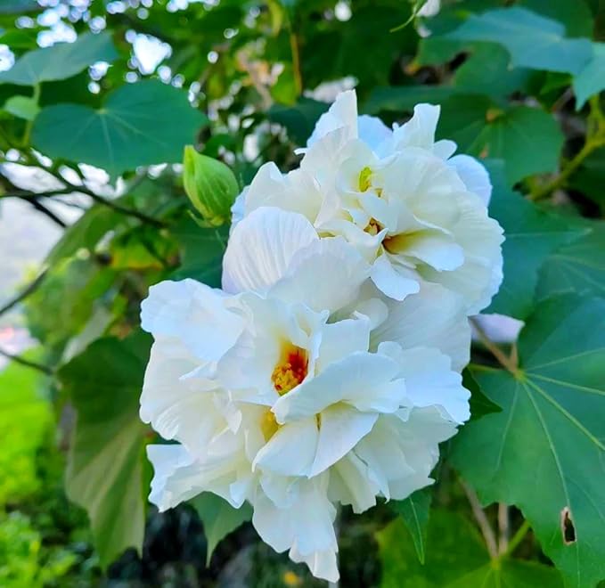 Mixrug Mix Hibiscus Seeds for Planting, 200pcs Rare Perennial Grandiflorus Giant Hibiscus Flower Seeds, Non-GMO Heirloom Beauty Blooms Flowers Plants for Home Garden Outdoors