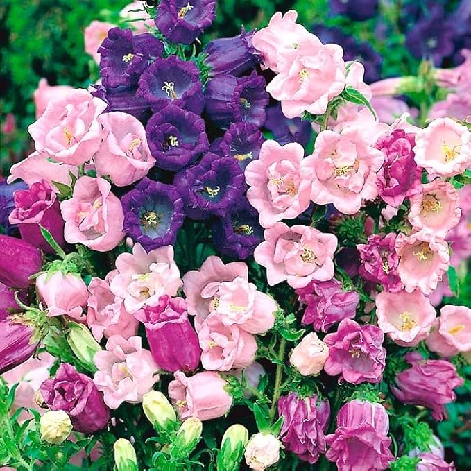 FUN AND GROW SEEDS: Seeds Canterbury Bells Mix Double Biennial Flowers for Planting