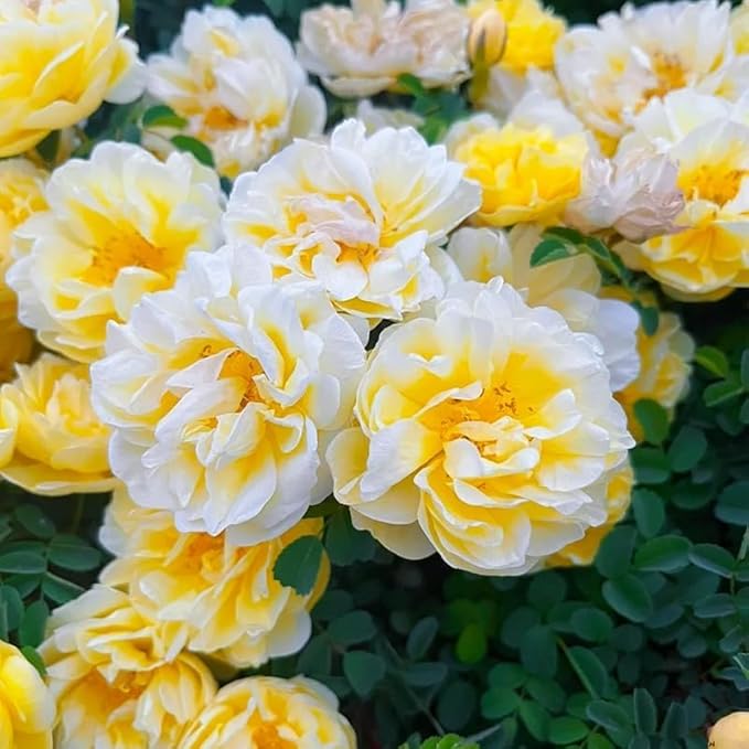 Peony Seeds for Planting 110PCS – Large Blooming Luxurious Perennial Flowers – Garden Beauty & Gift for Flower Lovers