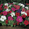 Park Seed Dreams Mix Petunia Seeds - Pack of 500 Seeds, Vibrant Multi-Color Blooms, Attracts Pollinators, Perfect for Containers, Window Boxes, and Garden Borders