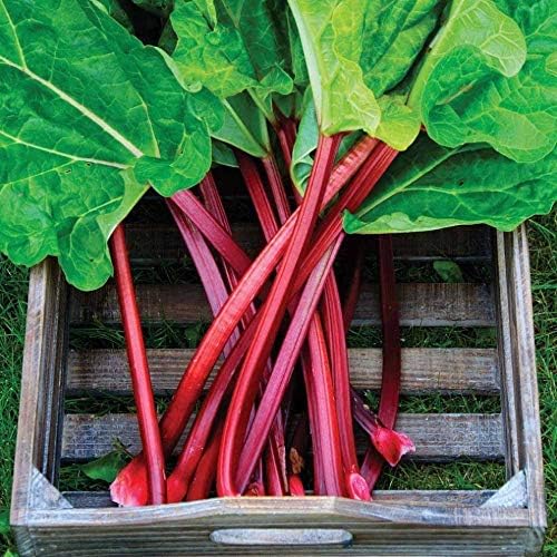 Rhubarb 'Victoria' Seeds – Perennial Vegetable (Rheum × hybridum) | Heirloom Variety, Tart Flavor, Cold-Hardy & Heavy-Yielding