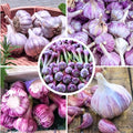 1 Pound Purple Hardneck Garlic Bulbs for Planting, Fresh High-Yield Hardy Garlic for Garden or Container Growing