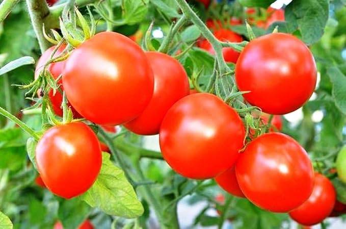 Seeds Vegetable Tomato Glory Red - 25 Seeds