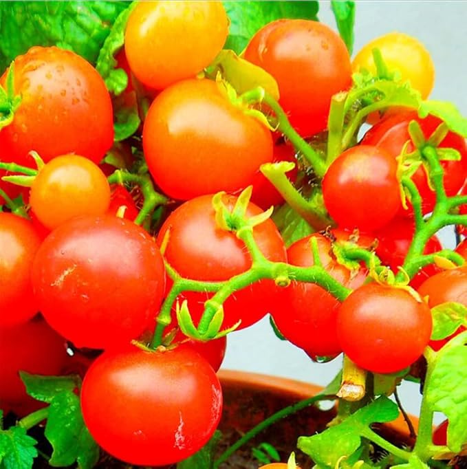 MOCCUROD 100 Seeds Indoor Cherry Tomato Dwarf Red and Yellow Tomato Rare Vegetable Heirloom Seeds