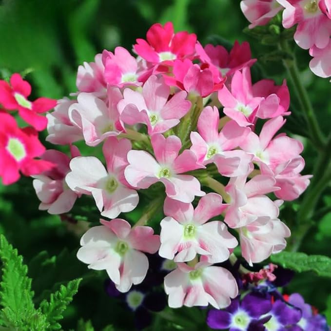 1500 Mixed Color Verbena Seeds - Dense Colorful Small Blooms, Cold & Heat-Tolerant Groundcover Flowers, Perfect for Garden Borders, Easy to Propagate