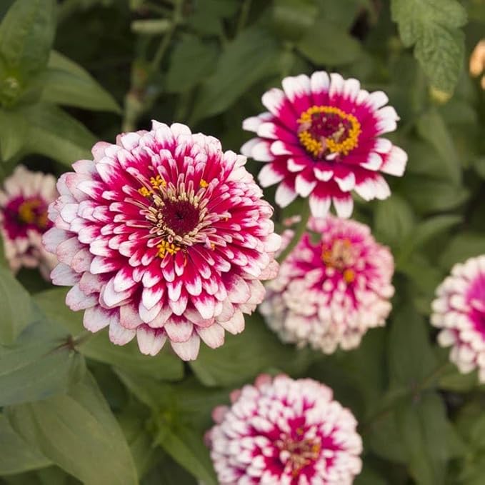 Park Seed Hidden Dragon Zinnia Seeds – Pack of 250 Seeds, Fleuroselect Novelty Award Winner, Bicolor Double Blooms, Non-GMO, Landscape and Cutting Variety, Early and Long Blooming