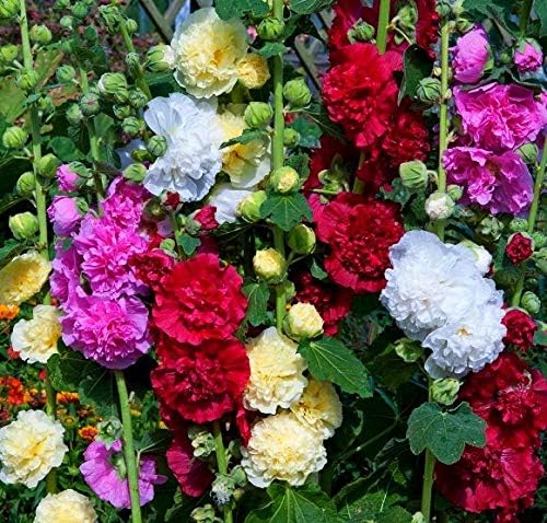 Hollyhock Double Flower Seed Mix Multicolor Terry Mallow Malva Alcea Rosea Climbing Rose 30+ Seeds for Planting Garden Flower Seeds