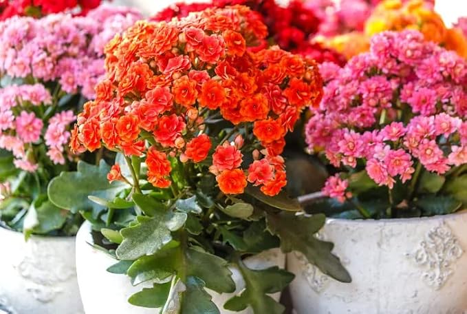 Premium Potting Mix for Kalanchoe Plants by Gardenera - Achieve Optimal Health and Blooming Splendor - 4 Quart