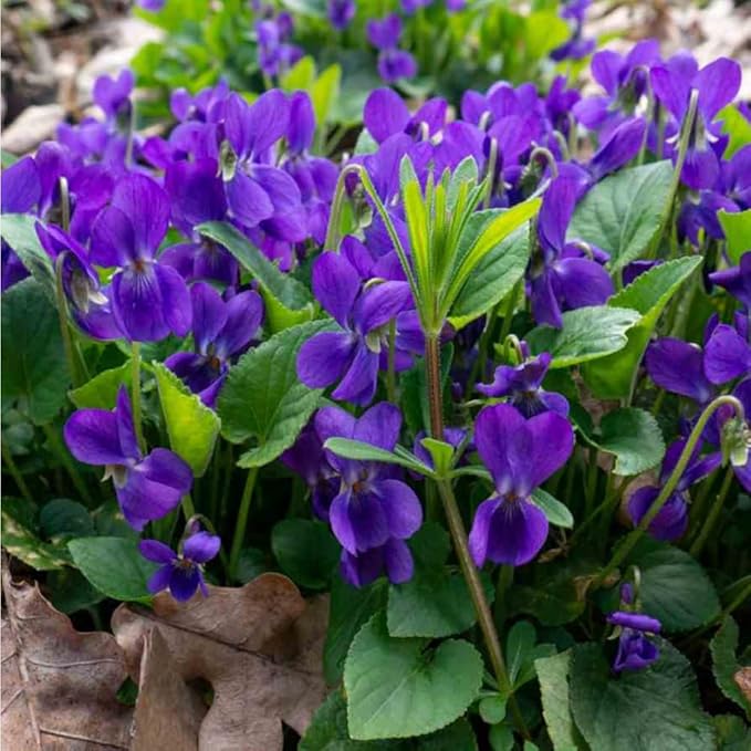 Mixrug 1000+ Viola Seeds -Sweet Violet Flower Seeds for Planting Outdoors,Perennial Viola Violets Flower Seed Non-GMO Fragrant Attract Butterflies & Open Pollinated for Home Garden
