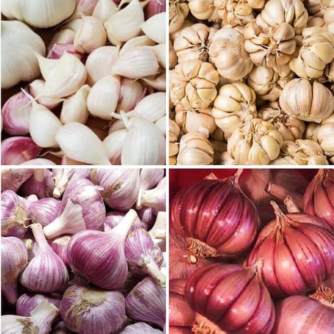 1 Pound Mix Hardneck Garlic Bulbs for Planting, Fresh High-Yield Hardy Garlic for Garden or Container Growing