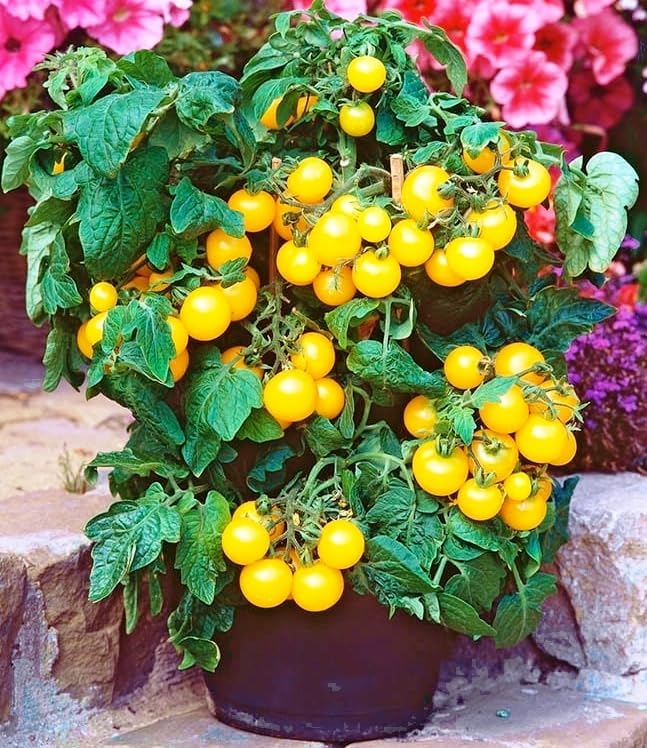 Seeds Vegetable Indoor Tomato Yellow Dwarf - 25 Seeds