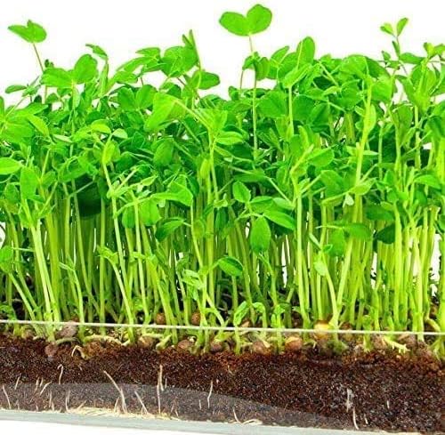 Green Pea Sprouting Seed, Non GMO - 8 oz - Country Creek Brand - Green Peas for Sprouts, Garden Planting, Cooking, Soup, Emergency Food Storage, Vegetable Gardening, Juicing, Cover Crop