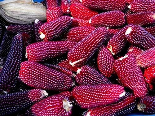 NIKA SEEDS - Seeds Vegetable Ornamental Corn Red - 10 Seeds