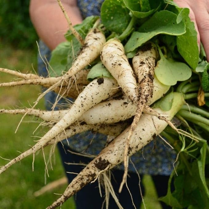 White Icicle Radish - 150 Seeds - Tender, Long, White Roots, Fast Growing & Cold Tolerant, Non-GMO Heirloom Radish Seeds for Planting in The Home Garden, Thresh Seed Company