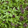 Siam Queen Basil Seeds 500 Mg ~402 Seeds – Non-GMO, Heirloom, Fragrant, High-Yielding Variety for Home Gardens, Containers, and Culinary Use