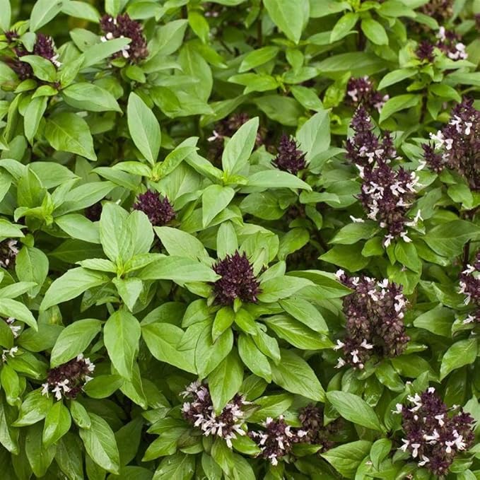Siam Queen Basil Seeds 500 Mg ~402 Seeds – Non-GMO, Heirloom, Fragrant, High-Yielding Variety for Home Gardens, Containers, and Culinary Use