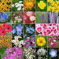 Dirt Goddess Super Seeds ~ California Wildflower Seed Mix (1 lb) 843,000 Seeds