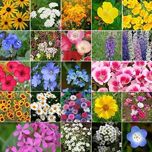Dirt Goddess Super Seeds ~ California Wildflower Seed Mix (1 lb) 843,000 Seeds