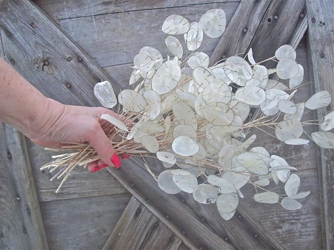 Seeds Lunaria/Money Plant/Honesty Plant/Biennial Flowers