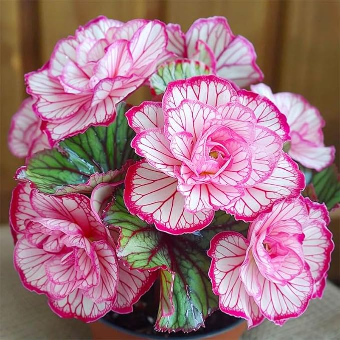 120+ Mix Begonia Seeds for Planting-Non-GMO Heirloom Plant Seeds Garden Outdoor