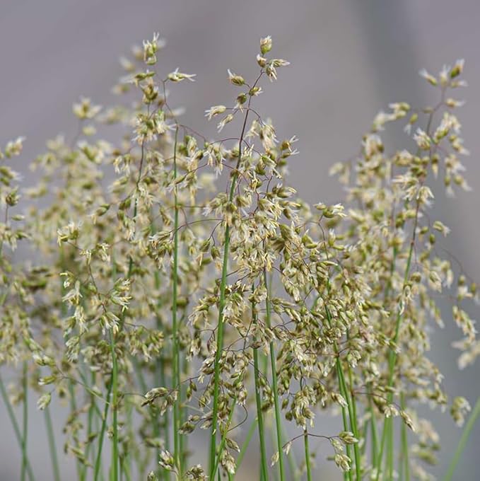 50 Hierochloe Odorata Sweet Grass Seeds for Planting, Sweetgrass Seeds