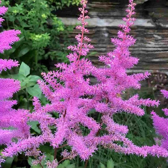 Astilbe Flower Seeds 1000 Count - Cold Hardy Perennial Seeds, Long Lasting Blooms, Suitable for Cut Flower Arrangements & Garden Decoration