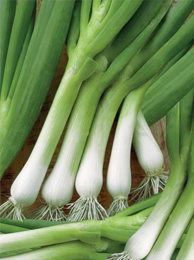 SeedsUP - 400+ Seeds Welsh Bunching Onion - Vegetable Green