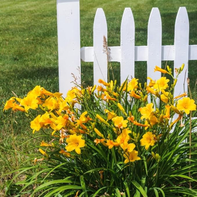 Set 10 Golden Yellow Daylily Bulbs for Planting, Hardy Perennial Lily Roots for Colorful Summer Blooms