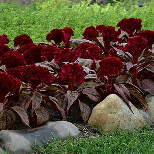 Park Seed Celosia Flower Plant Seeds, Easy to Grow, Perfect for Spring Garden, Crested Dracula, Pack of 10