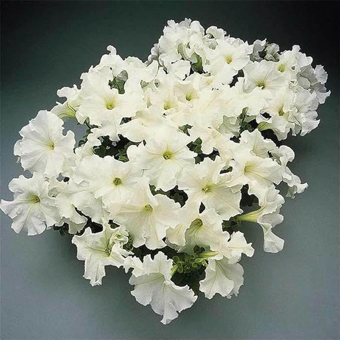 Supercascade Petunia Series White ~100 Seeds – Large Blooms for Hanging Baskets, Containers & Beds – Annual Flower, Non-GMO, Easy to Grow – Full Sun – Garden Color Mix