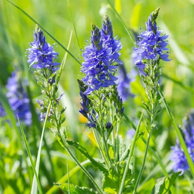 500+ Creeping Veronica Speedwell Seeds for Planting,Ground Cover Seeds,Deer Resistant Perennial Flower Seed Non-GMO Heirloom for Home Outdoor Garden