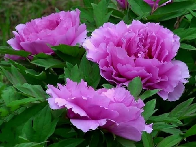 60 Peony Seeds Fragrant Mixed Purple Pink Rose red White Moutan Shrub Large Blooms Paeonia suffruticosa