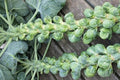 Seeds Brussels Sprouts Cabbage Long Green Vegetable for Planting Heirloom Non GMO