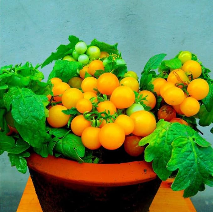 MOCCUROD 100 Seeds Indoor Cherry Tomato Dwarf Red and Yellow Tomato Rare Vegetable Heirloom Seeds