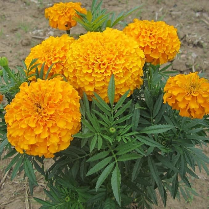 African Marigold Discovery Seeds - Vibrant and Easy-to-Grow Garden Blooms - 100+ Seeds. Produce Large, Eye-catching Flowers in a Spectrum of Colors Including Yellow, Orange.